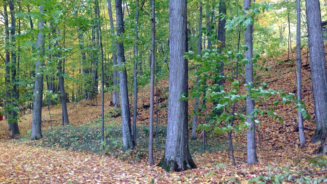 Photo of Outdoor in Kewadin