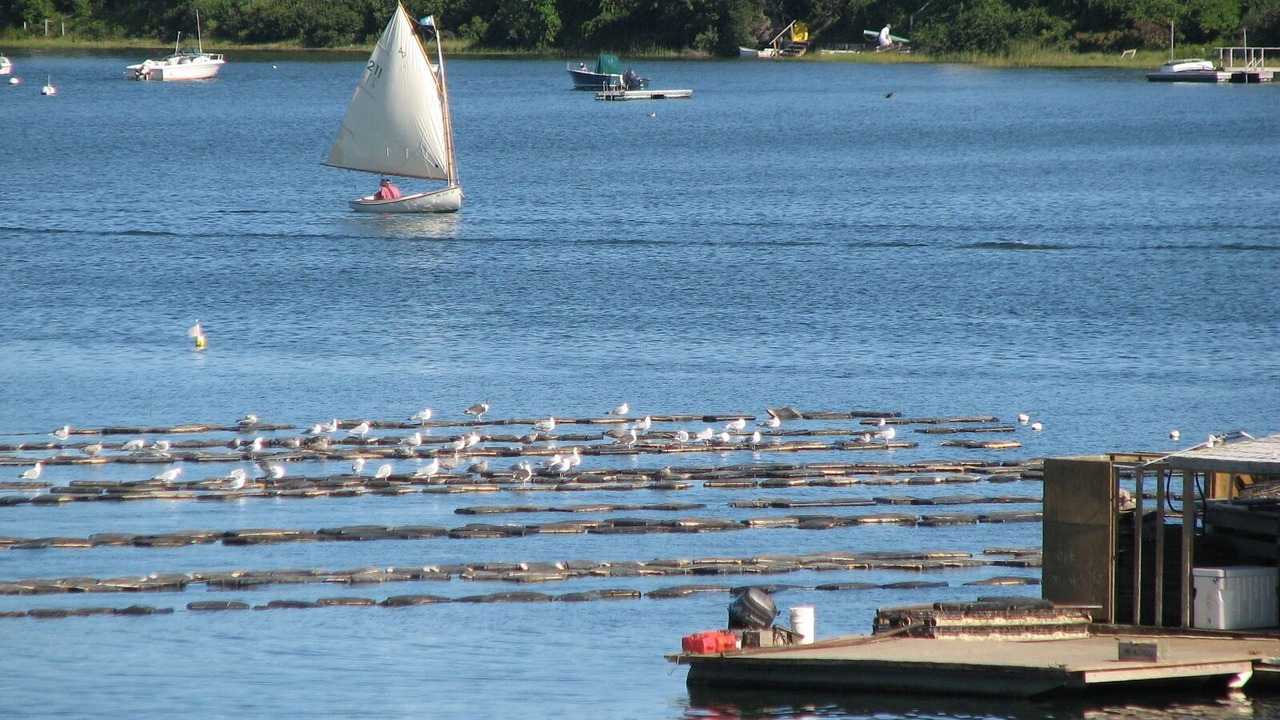 Photo of Others in West Chatham