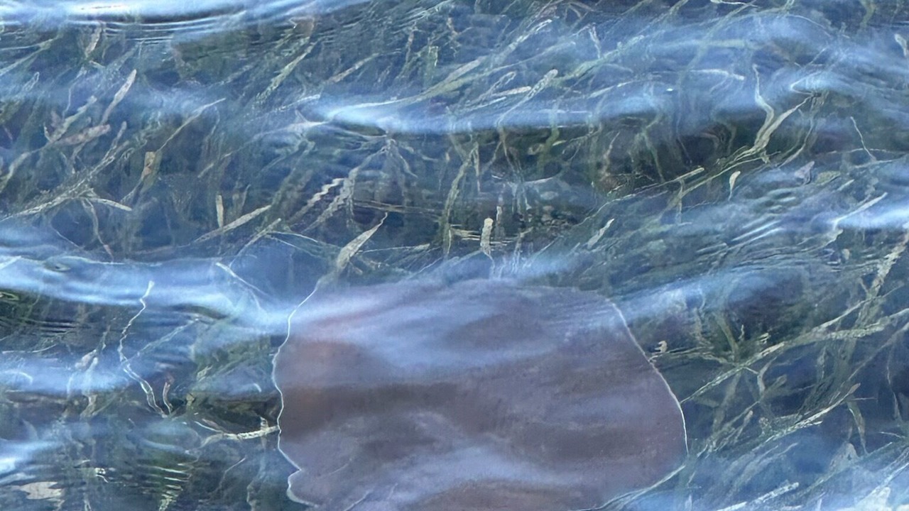 Photo of Others in Upper Grand Lagoon