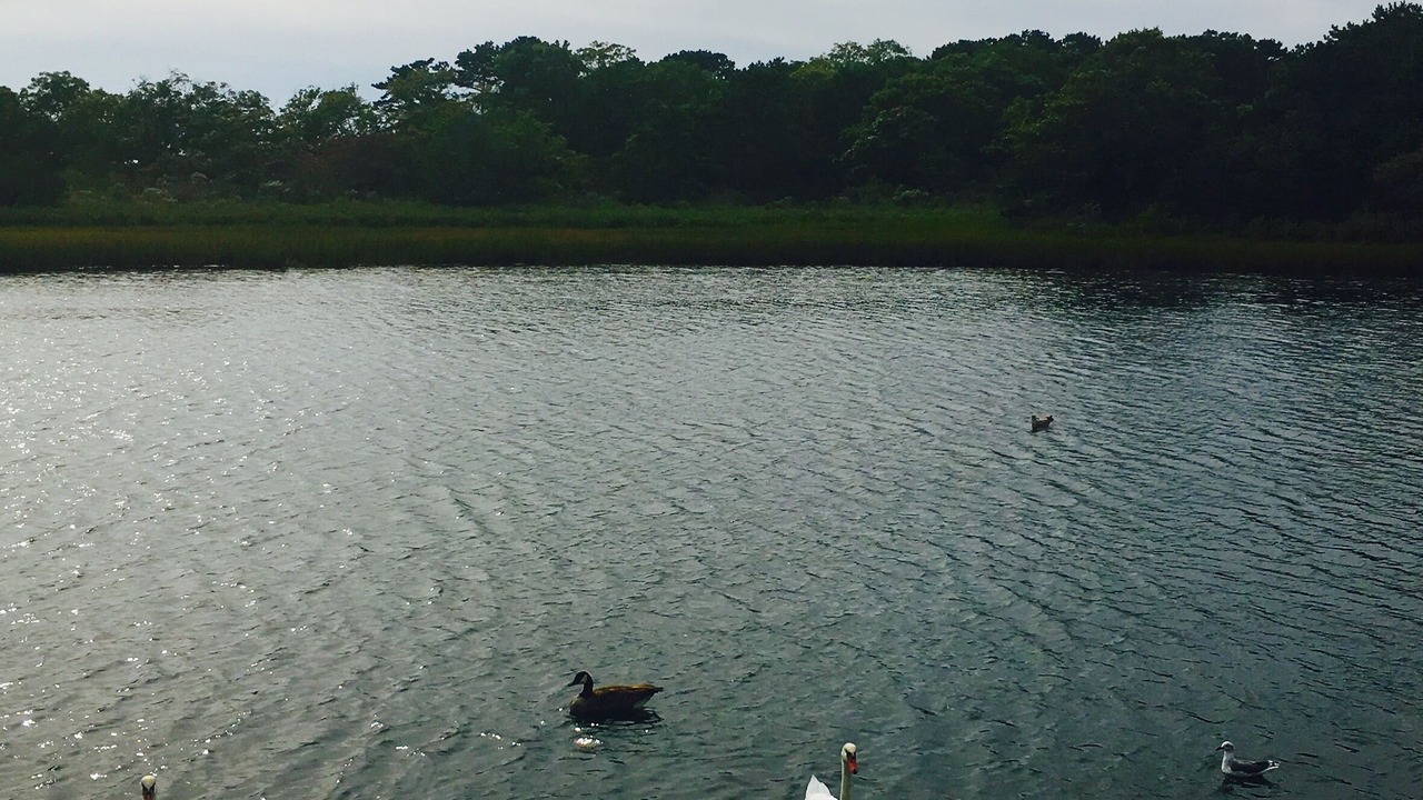 Photo of Outdoor in South Yarmouth