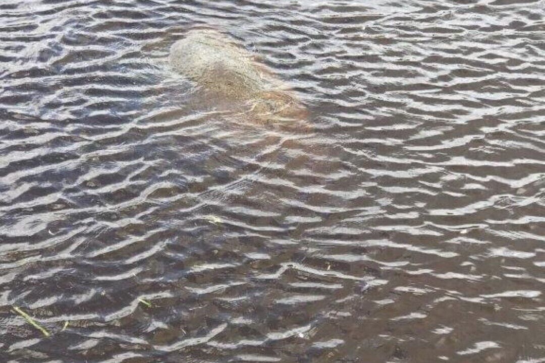 Photo of Others in Palatka