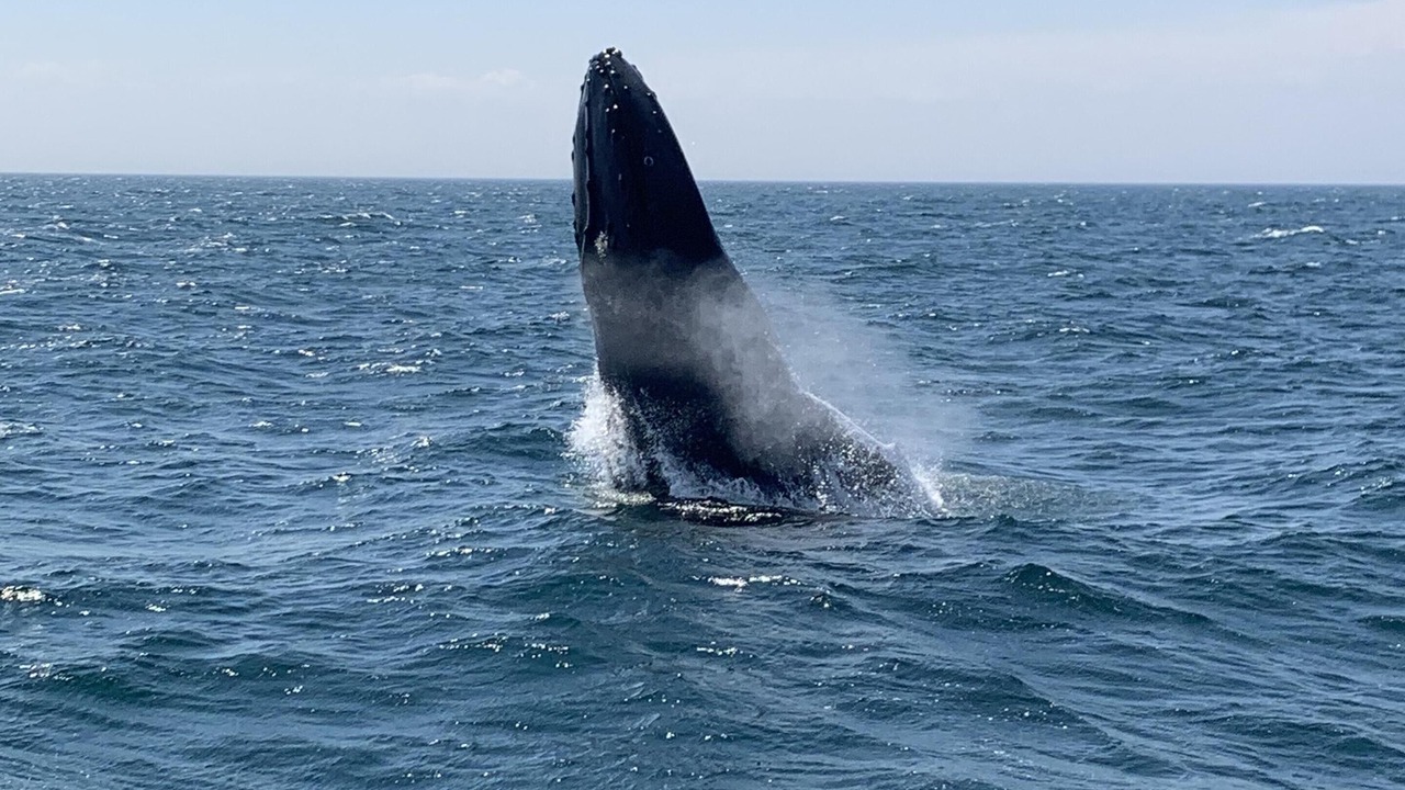 Photo of Others in North Truro