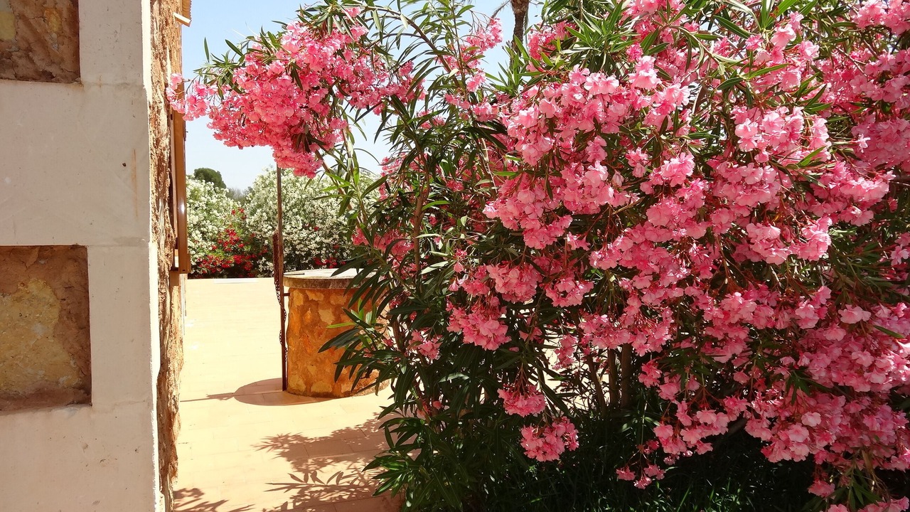 Photo of Outdoor in Campos