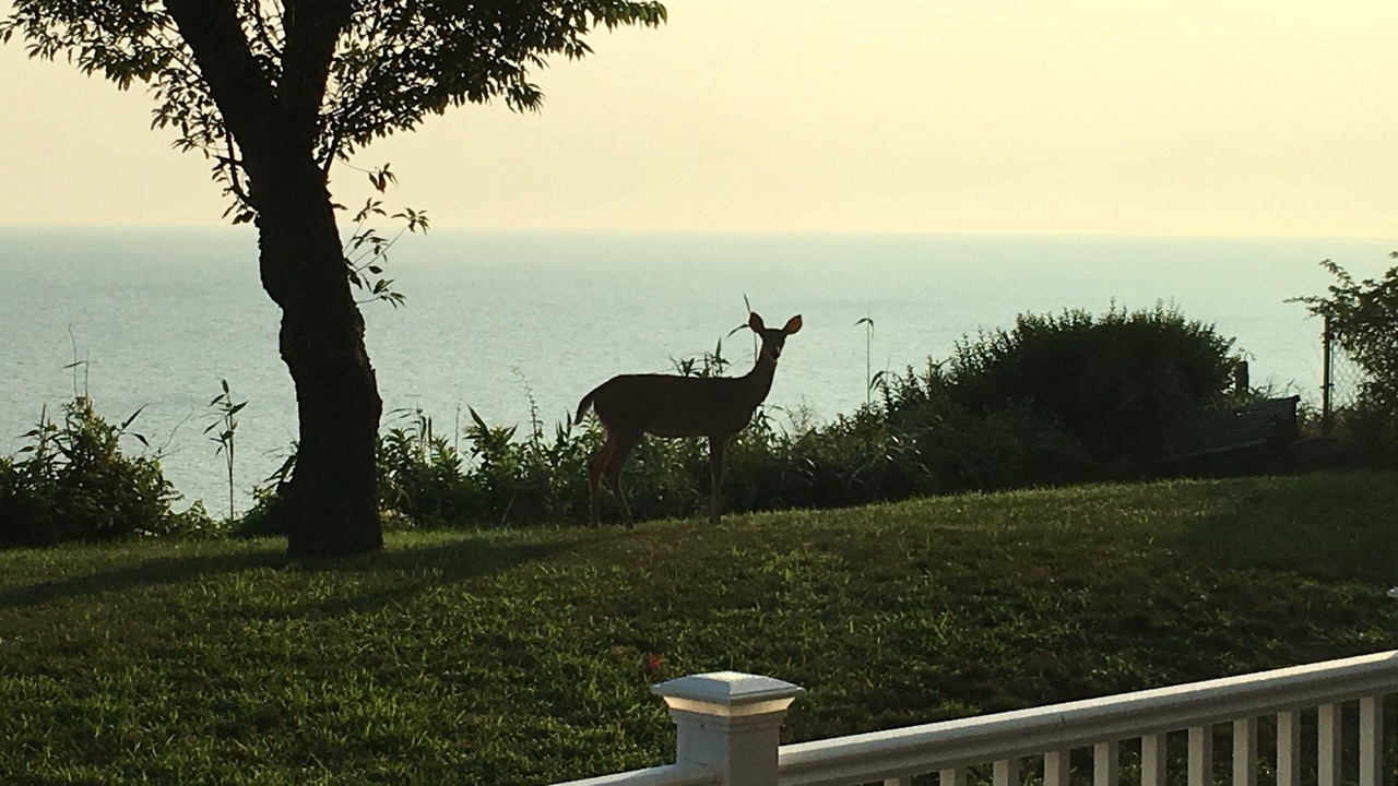 Photo of Others in Wading River