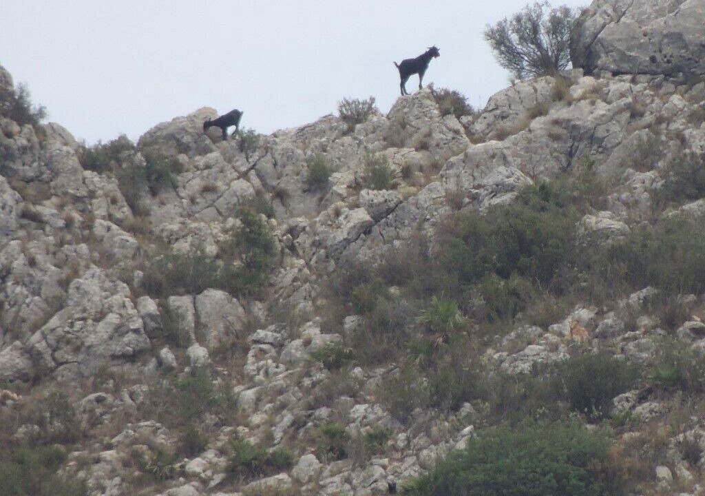 Photo of Others in Pedreguer