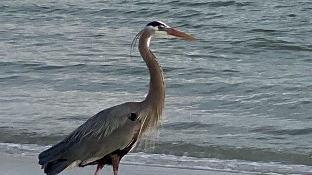 Photo of Others in Grayton Beach