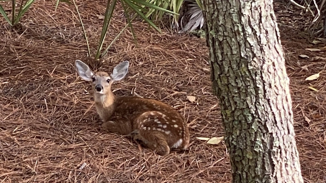 Photo of Others in Grayton Beach