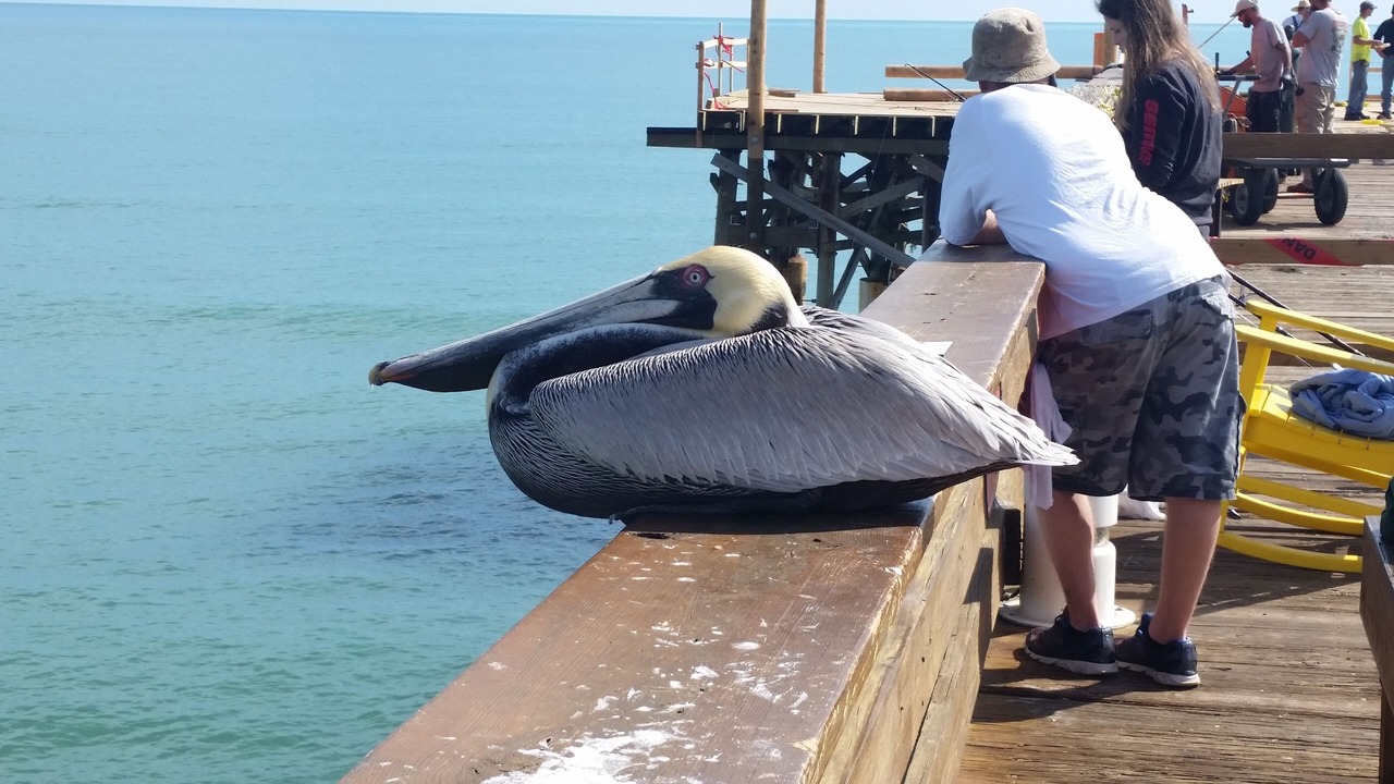Photo of Others in Port Canaveral