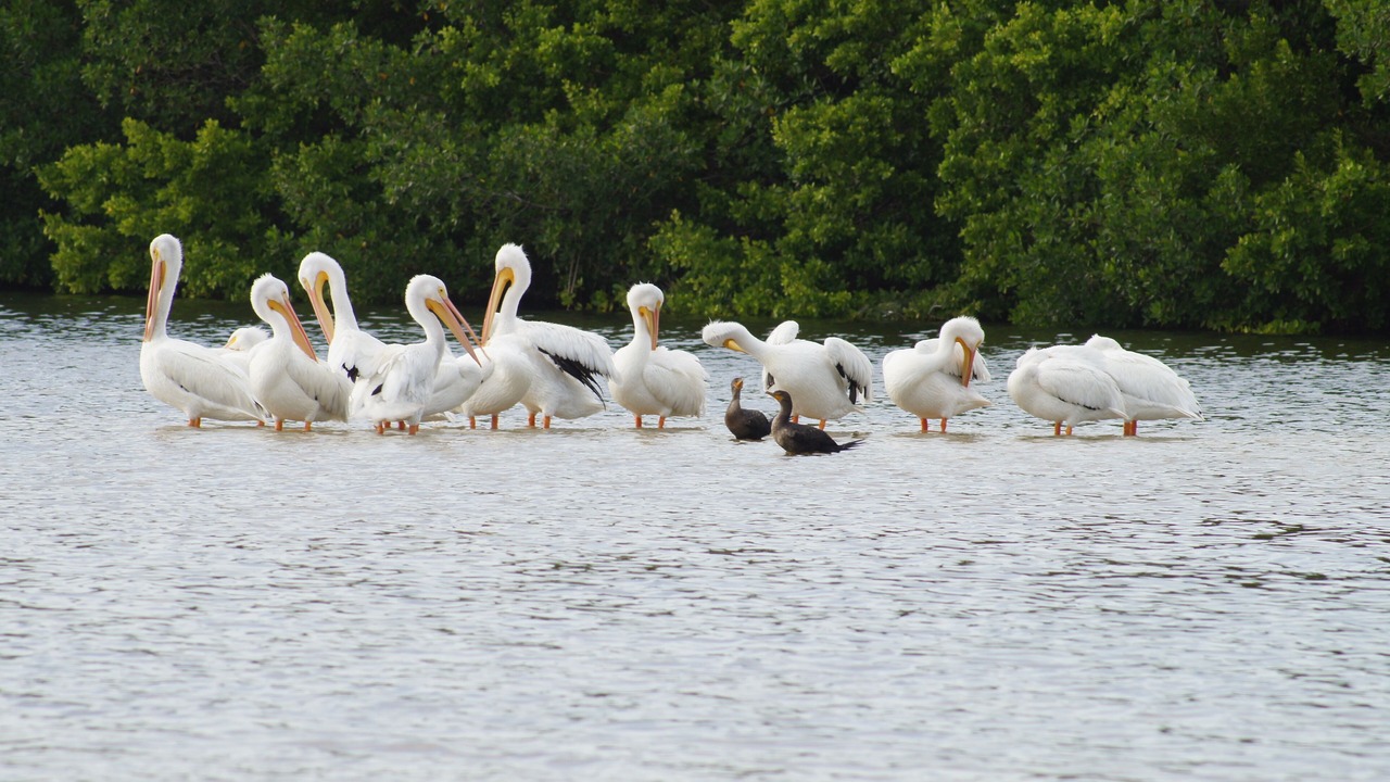 Photo of Others in Sanibel