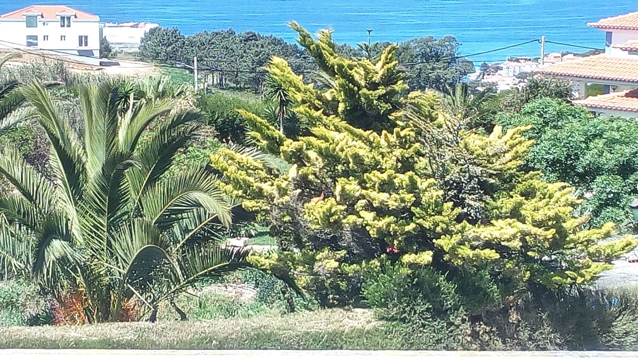 Photo of Outdoor in Ericeira