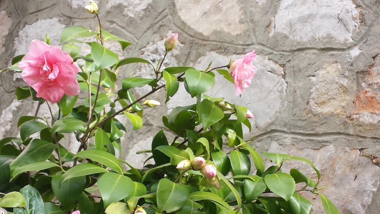 Photo of Outdoor in Municipality of Omisalj