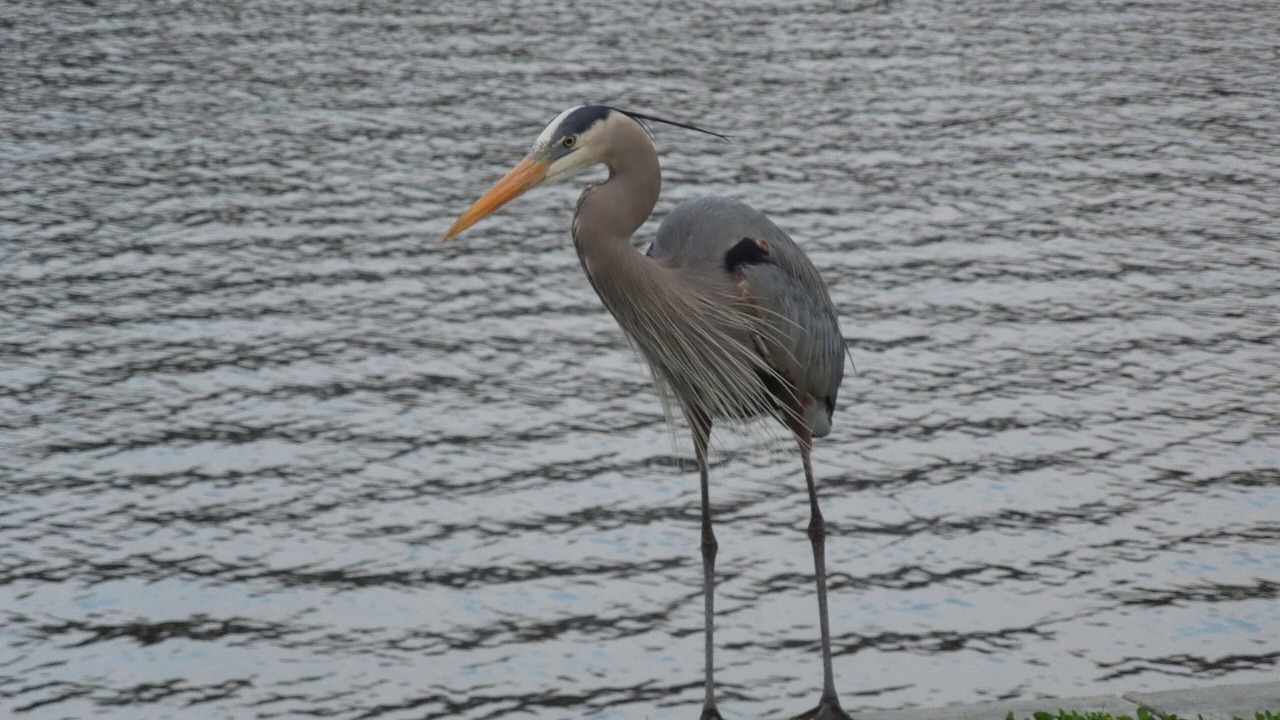 Photo of Others in Homosassa
