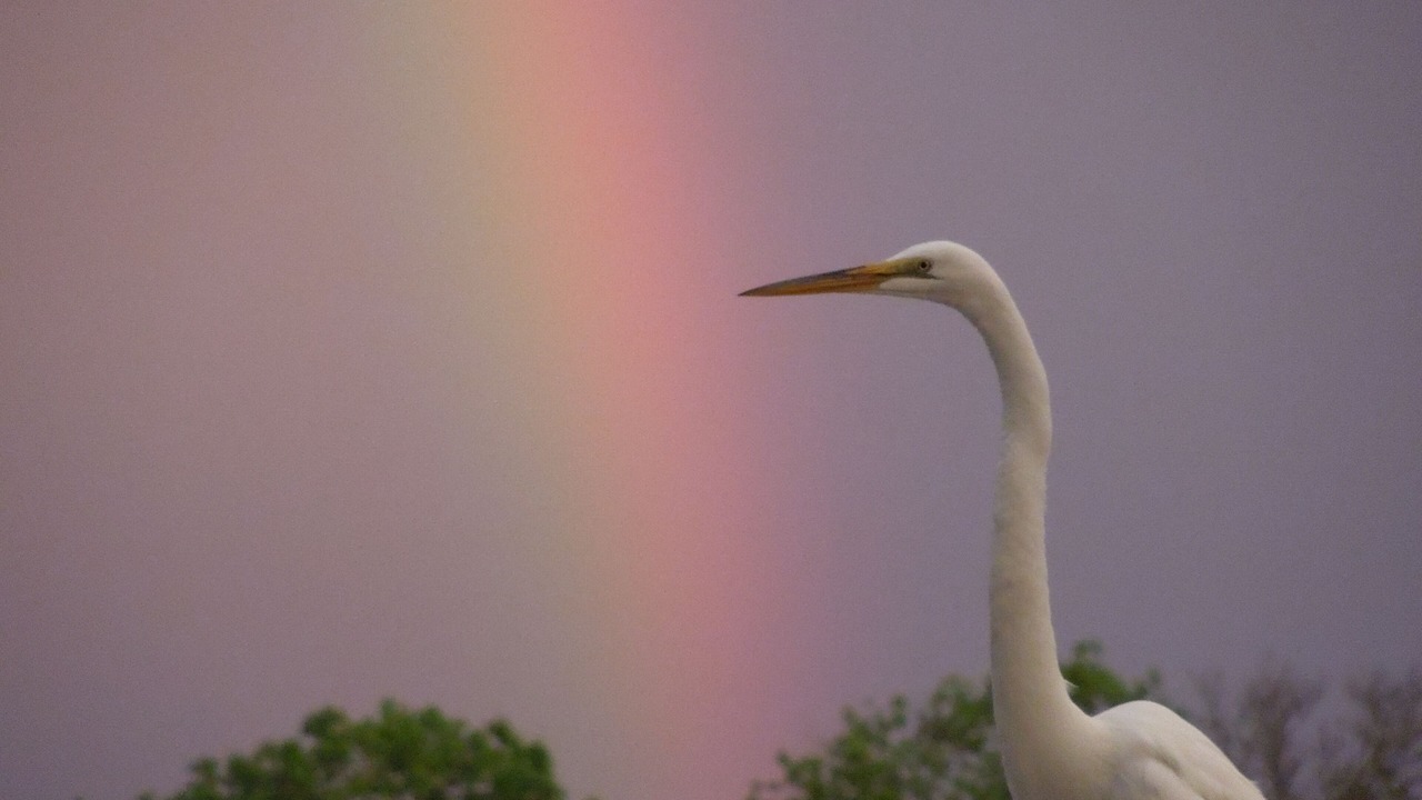 Photo of Others in Homosassa