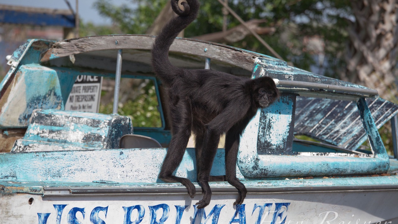 Photo of Others in Homosassa