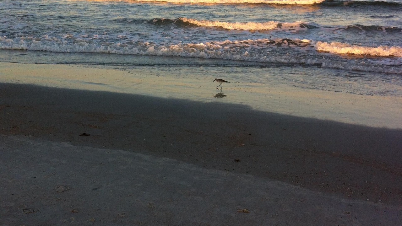 Photo of Others in St. Augustine Beach