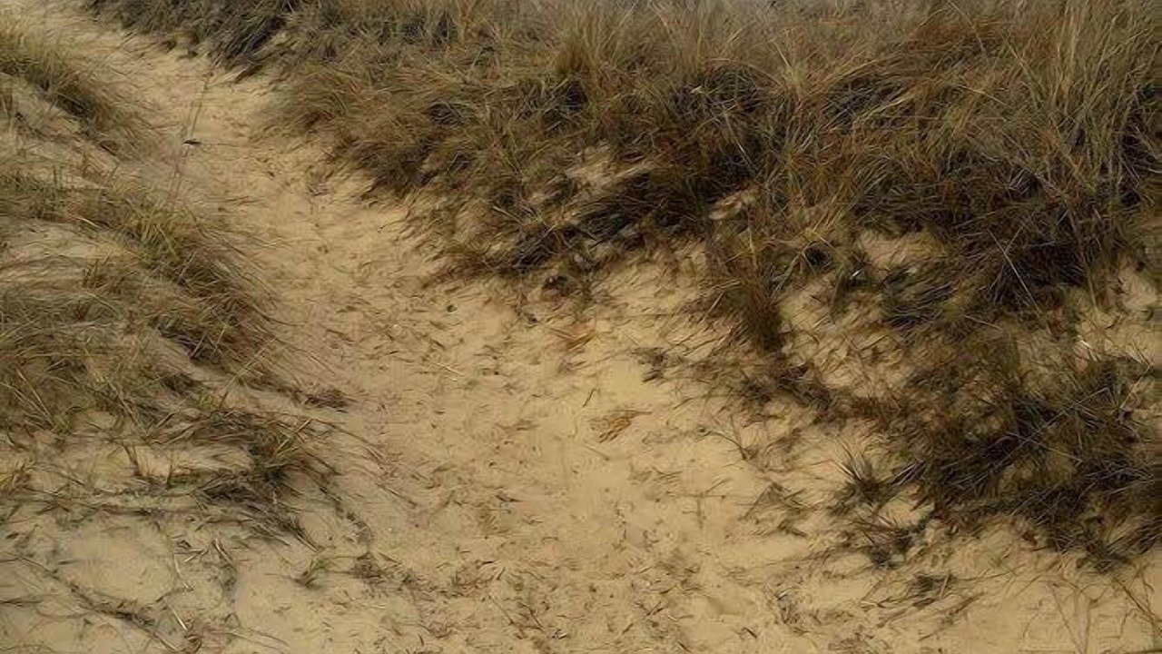 Photo of Others in Wellfleet