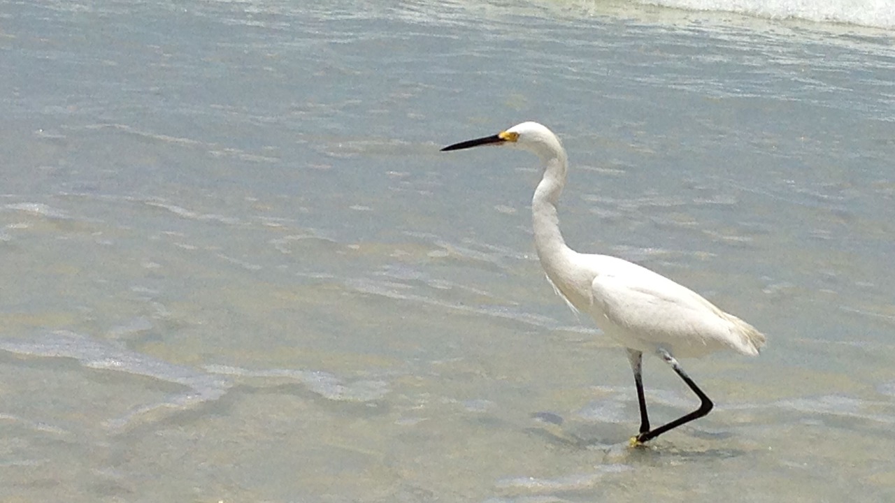 Photo of Others in South Island