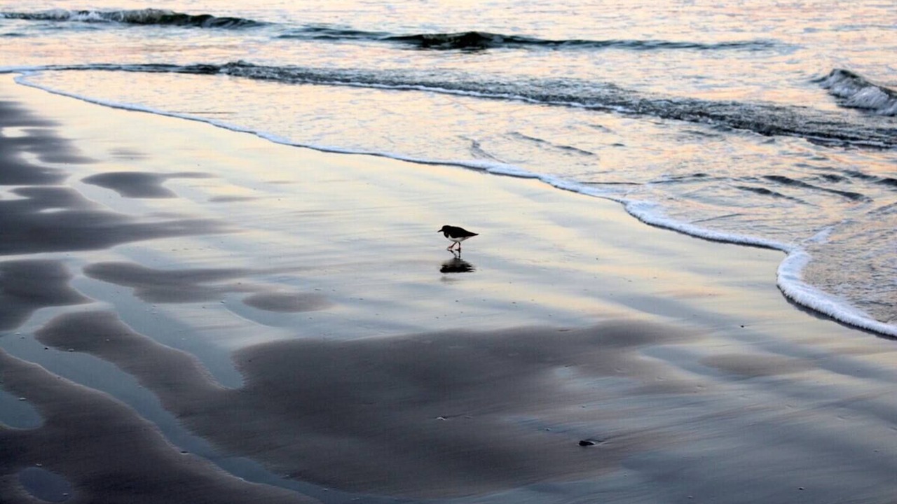 Photo of Others in Butler Beach