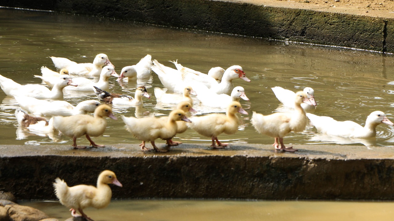 Photo of Outdoor in Calamba