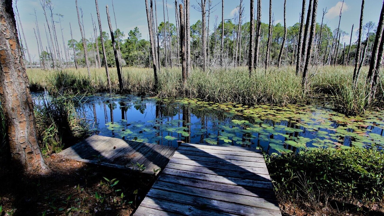 Photo of Outdoor in Seagrove Beach