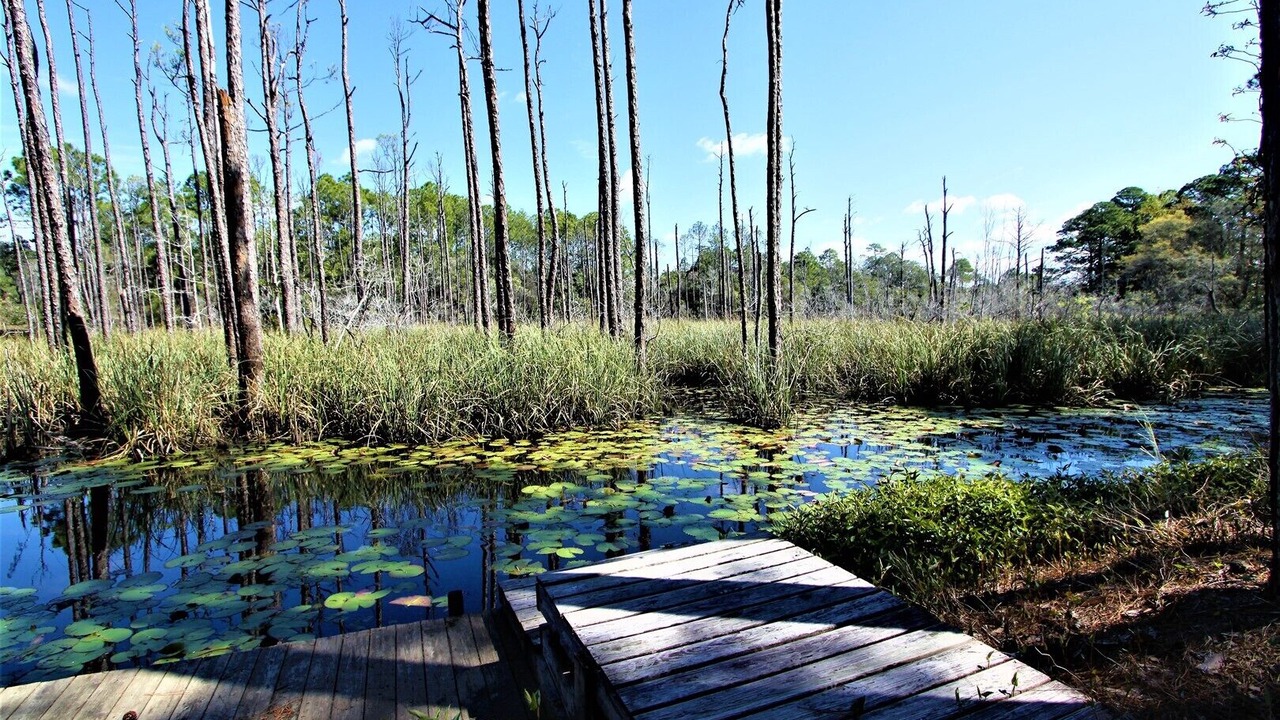 Photo of Outdoor in Seagrove Beach