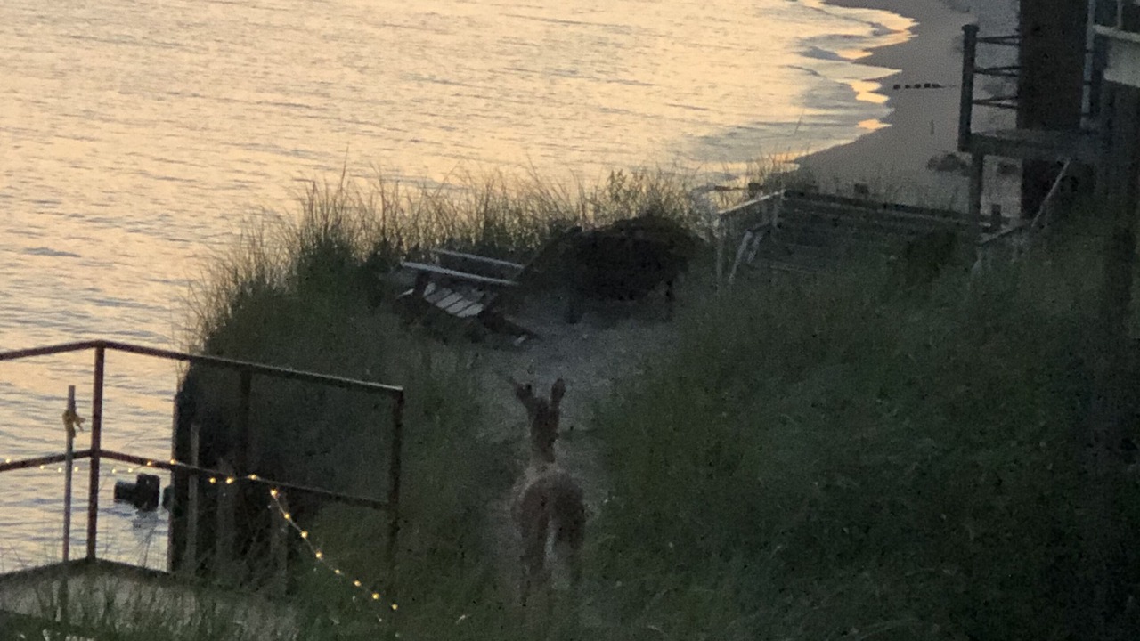 Photo of Others in Porter Beach