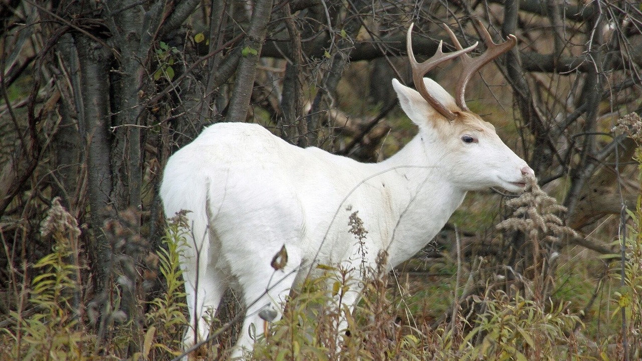 Photo of Others in Romulus