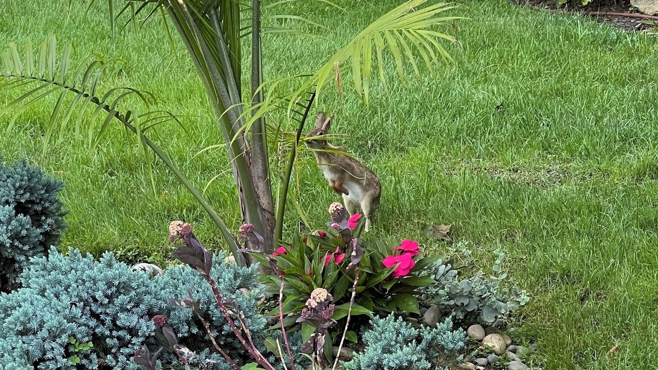 Photo of Outdoor in Plainview