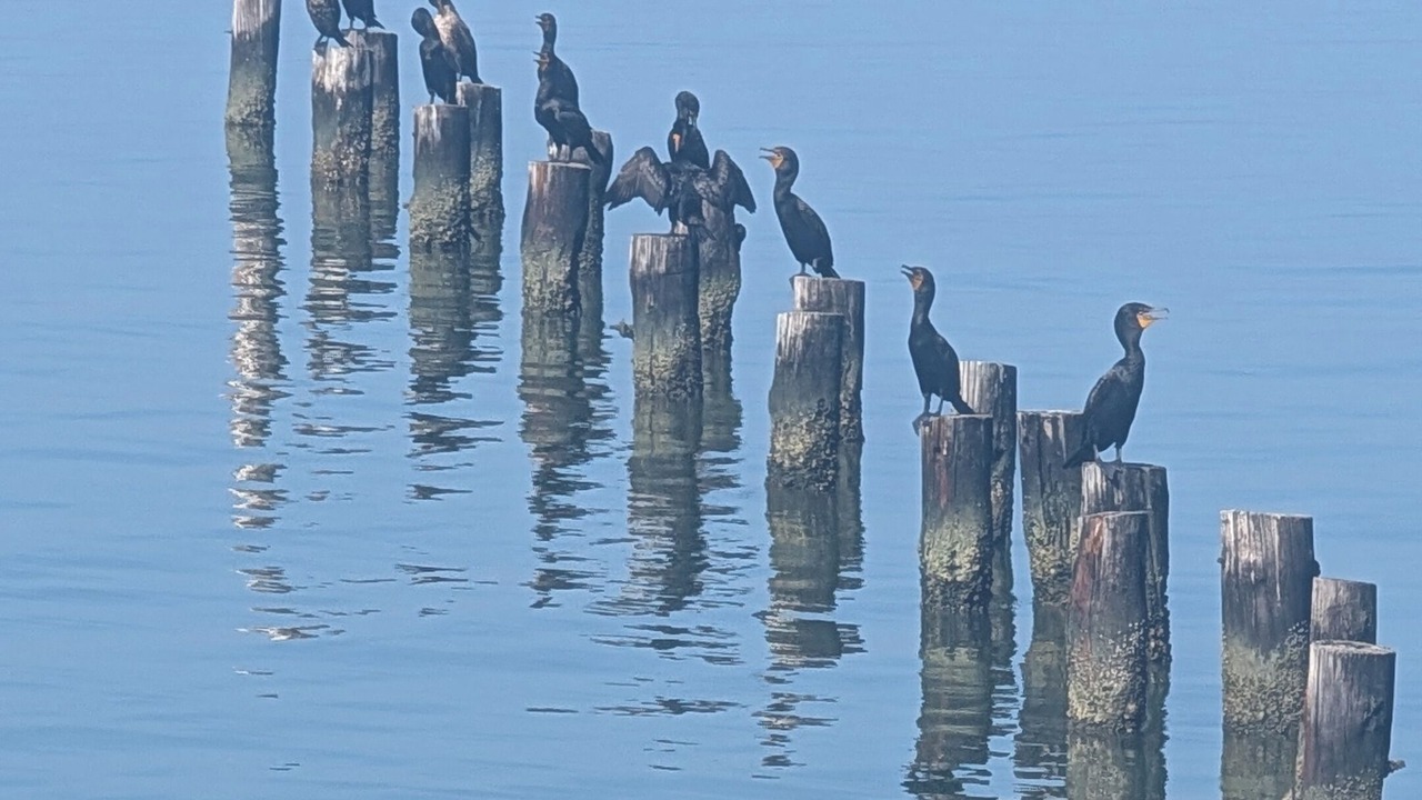 Photo of Others in Central Newport News