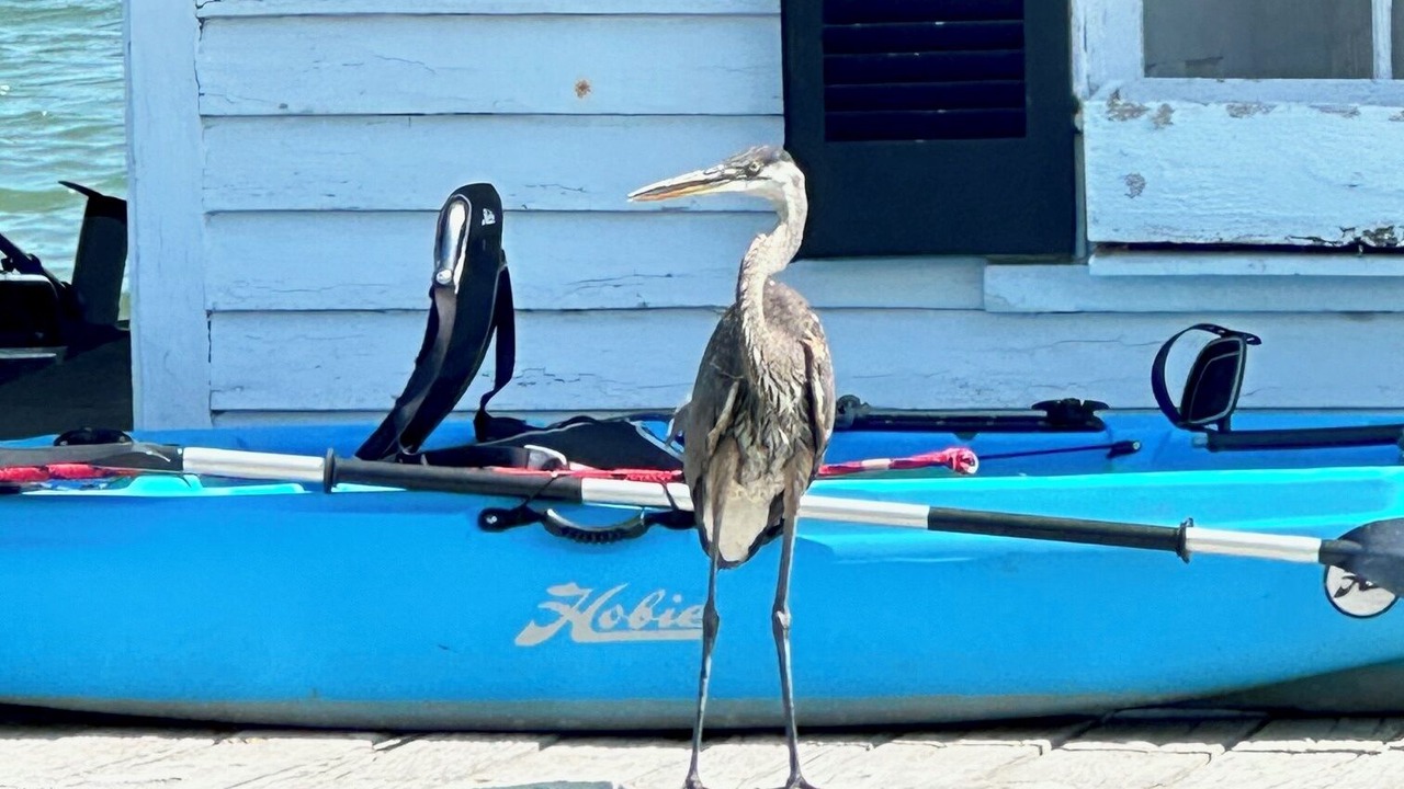 Photo of Others in Port Haywood