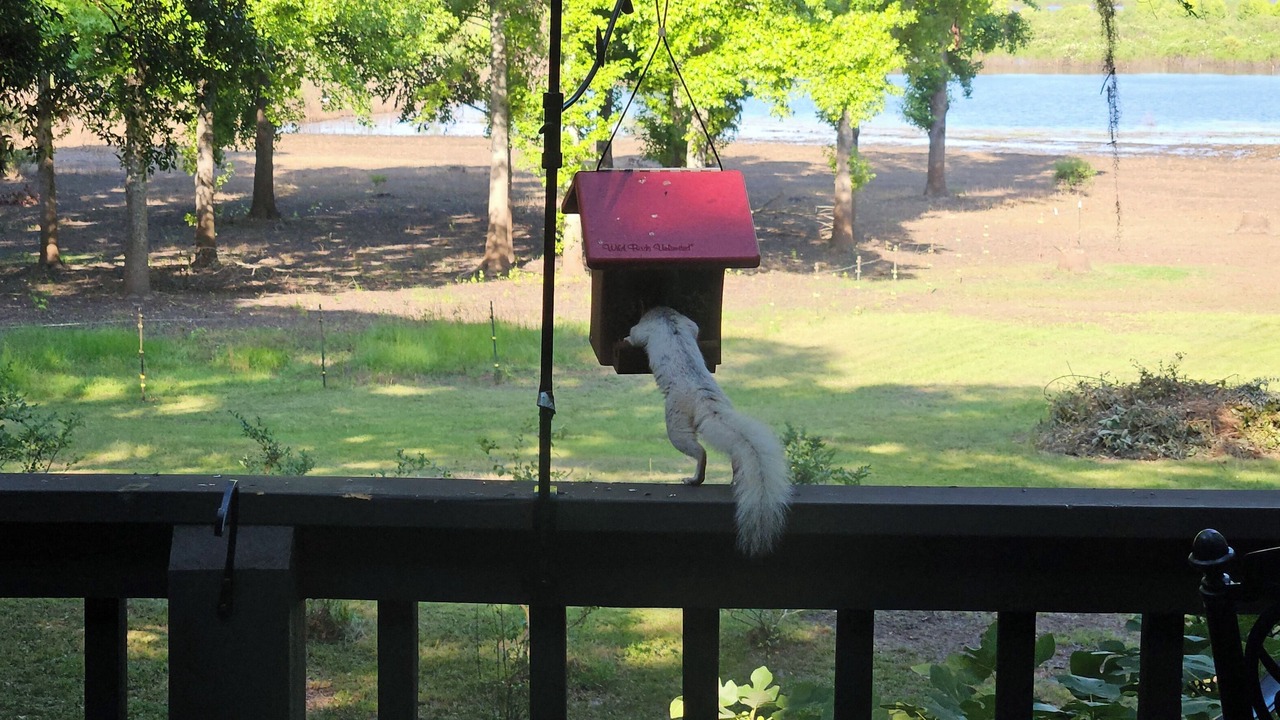 Photo of Outdoor in Tallahassee