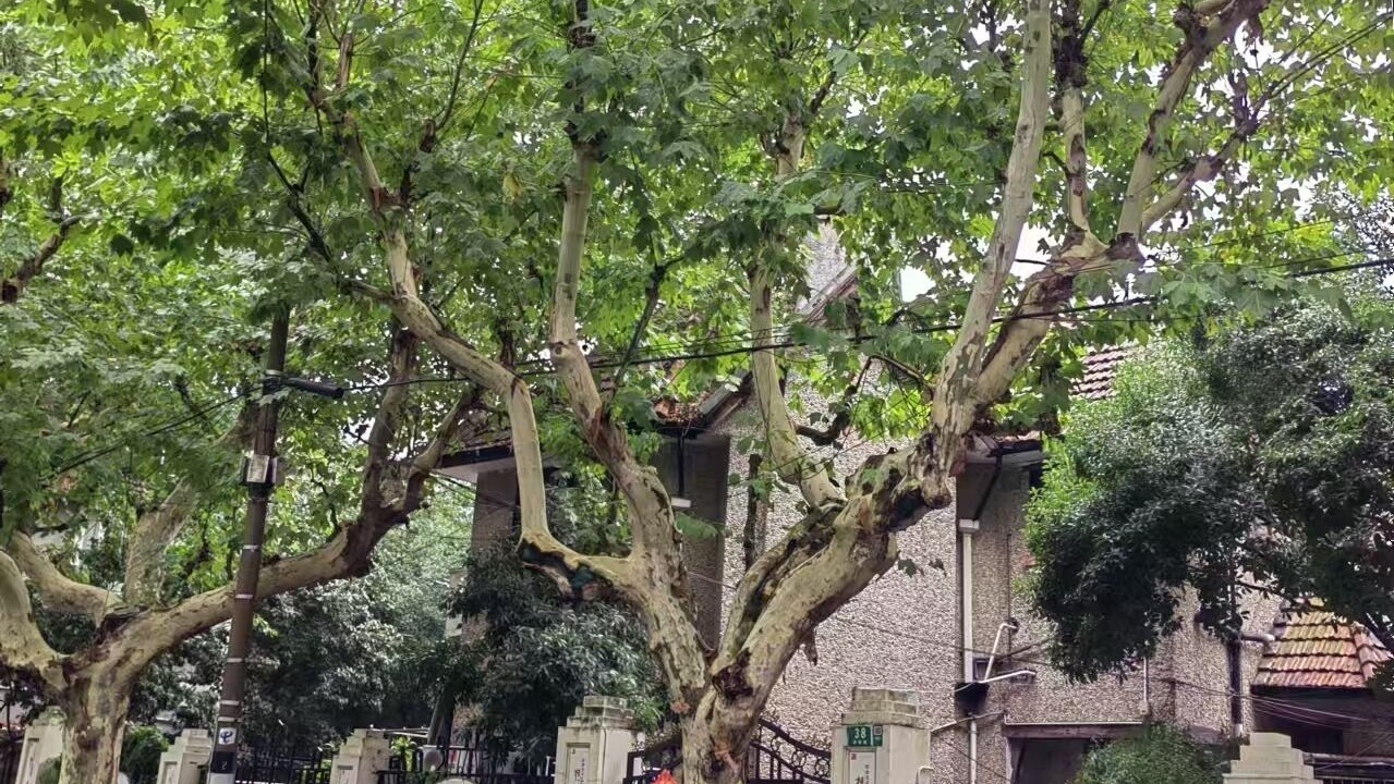 Photo of Outdoor in Huaihai Road Commercial Area
