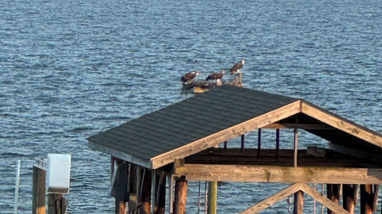 Photo of Others in Deltaville