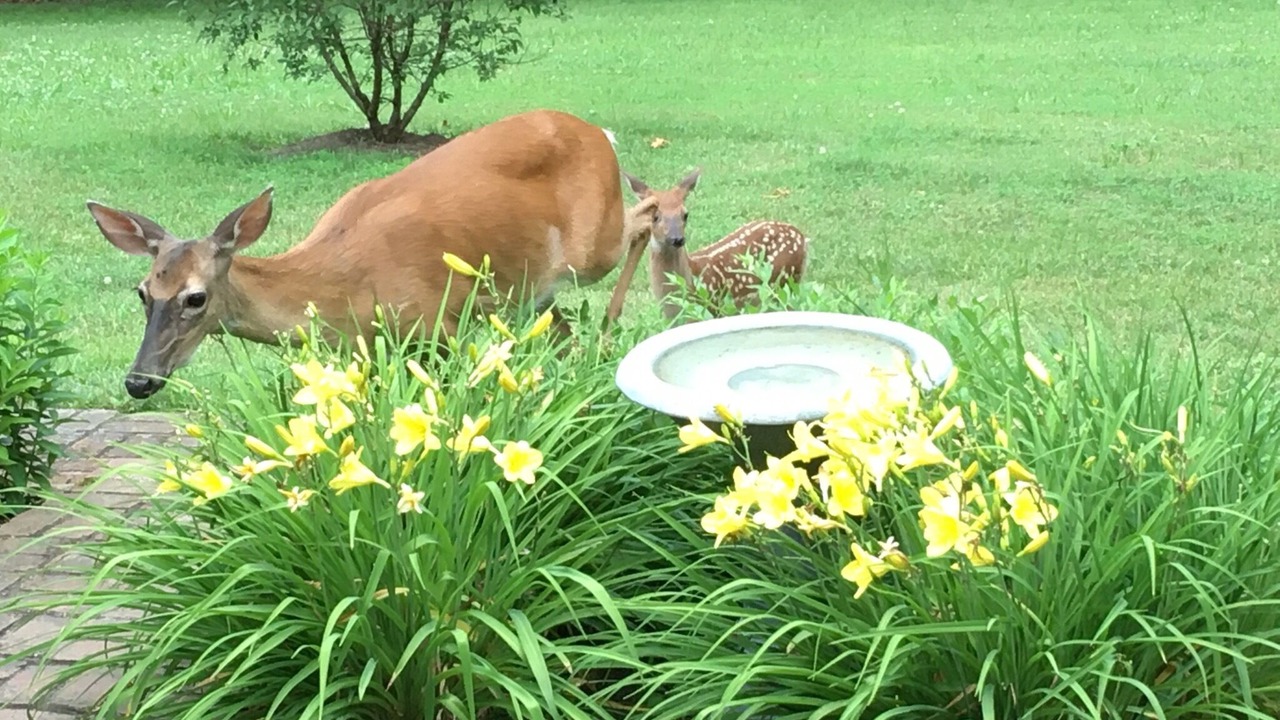 Photo of Outdoor in Batesville