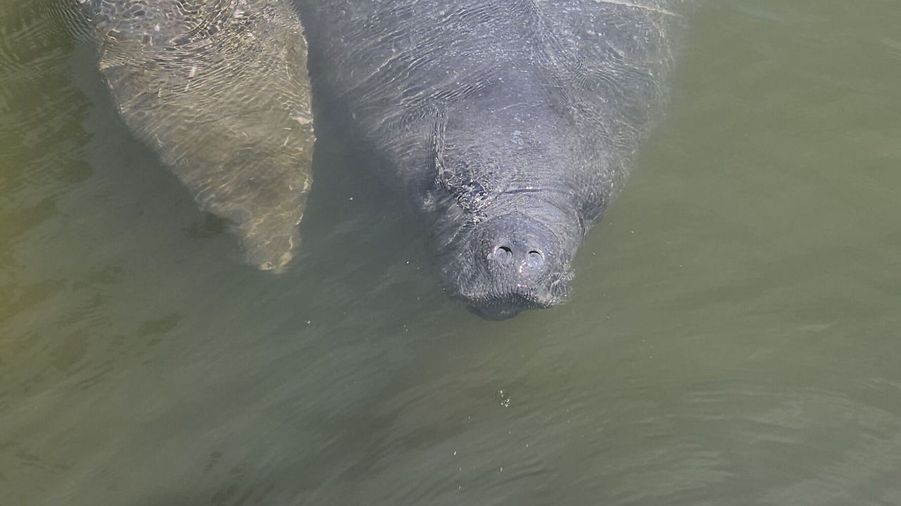Photo of Outdoor in Cocoa Isles