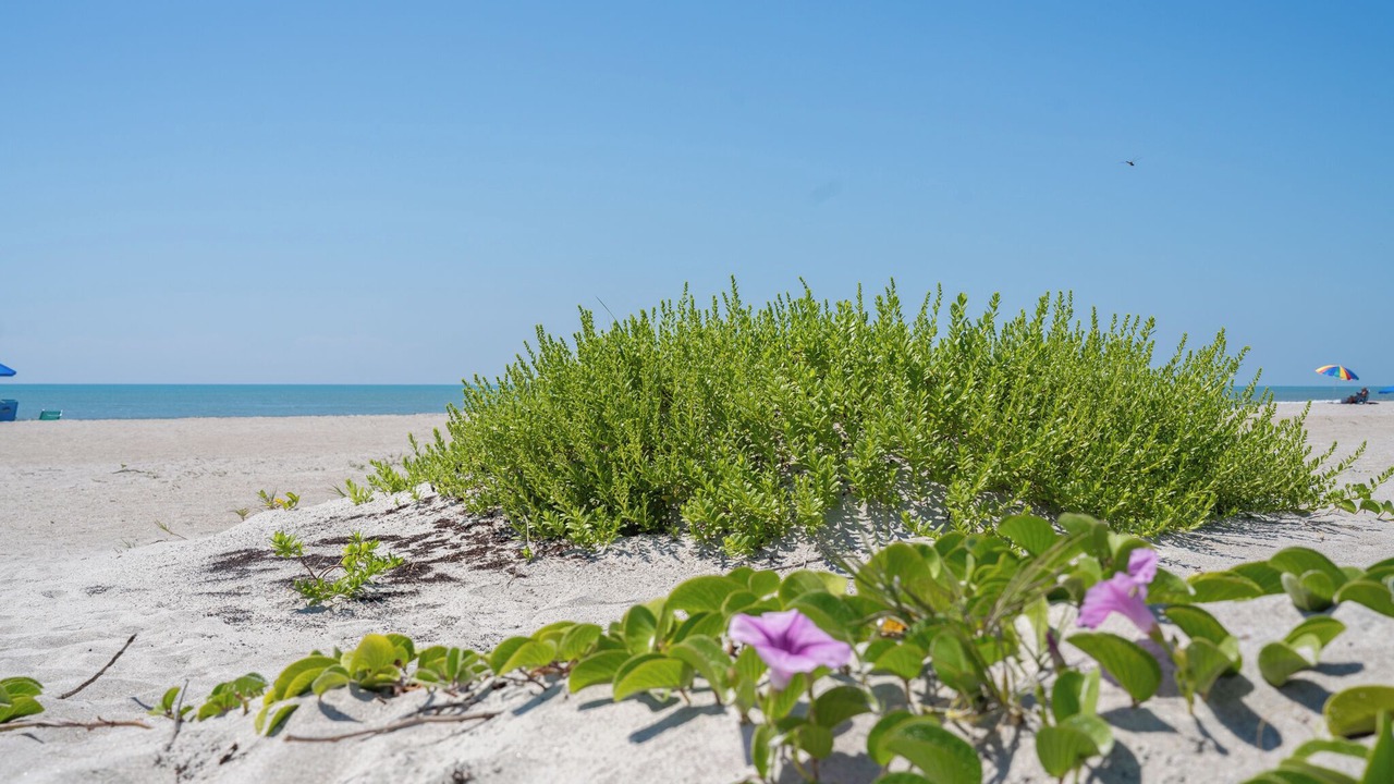 Photo of Others in Cape Caneveral Beach Gardens