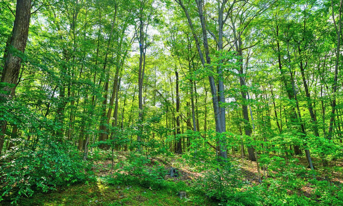 Photo of Outdoor in Cold Spring