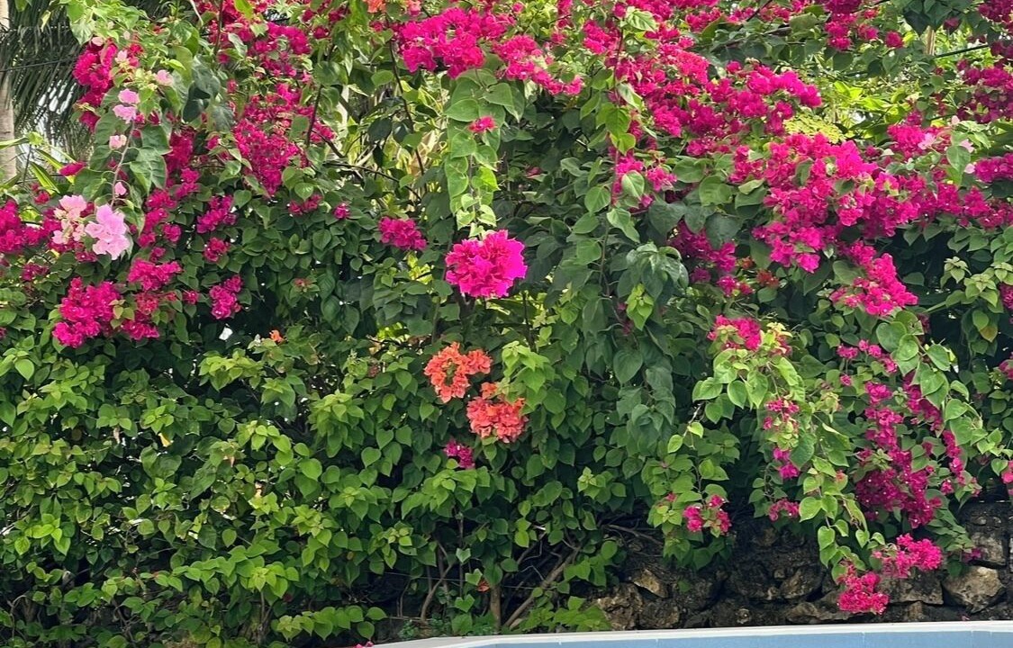 Photo of Outdoor in Danao