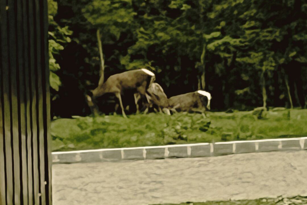 Photo of Others in Szentendrei
