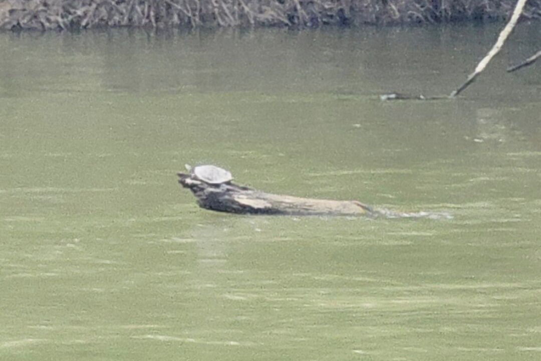 Photo of Others in Williams