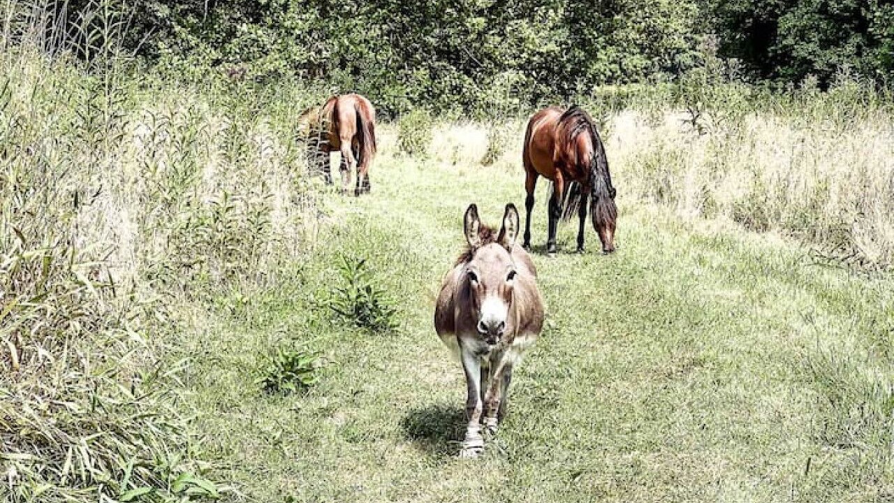 Photo of Others in West Newton