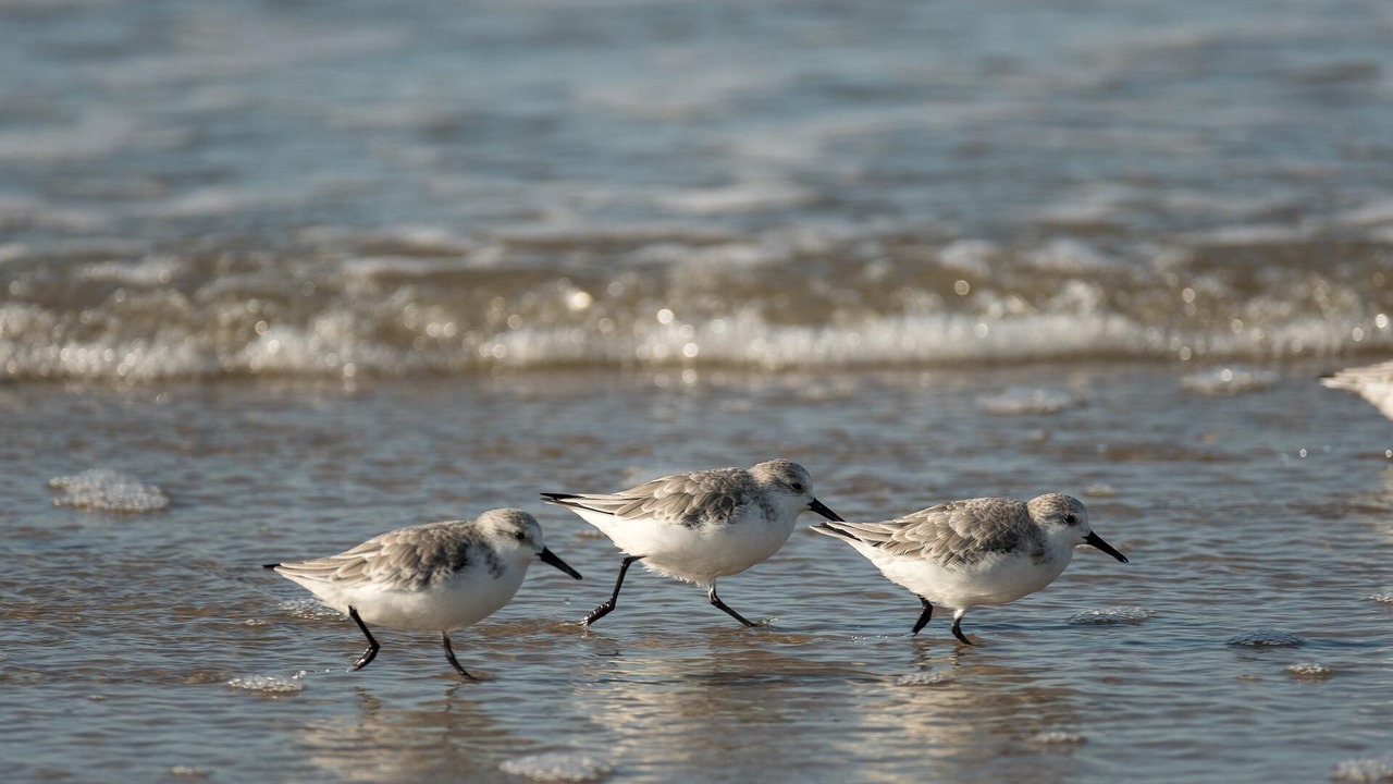 Photo of Others in Flagler Beach