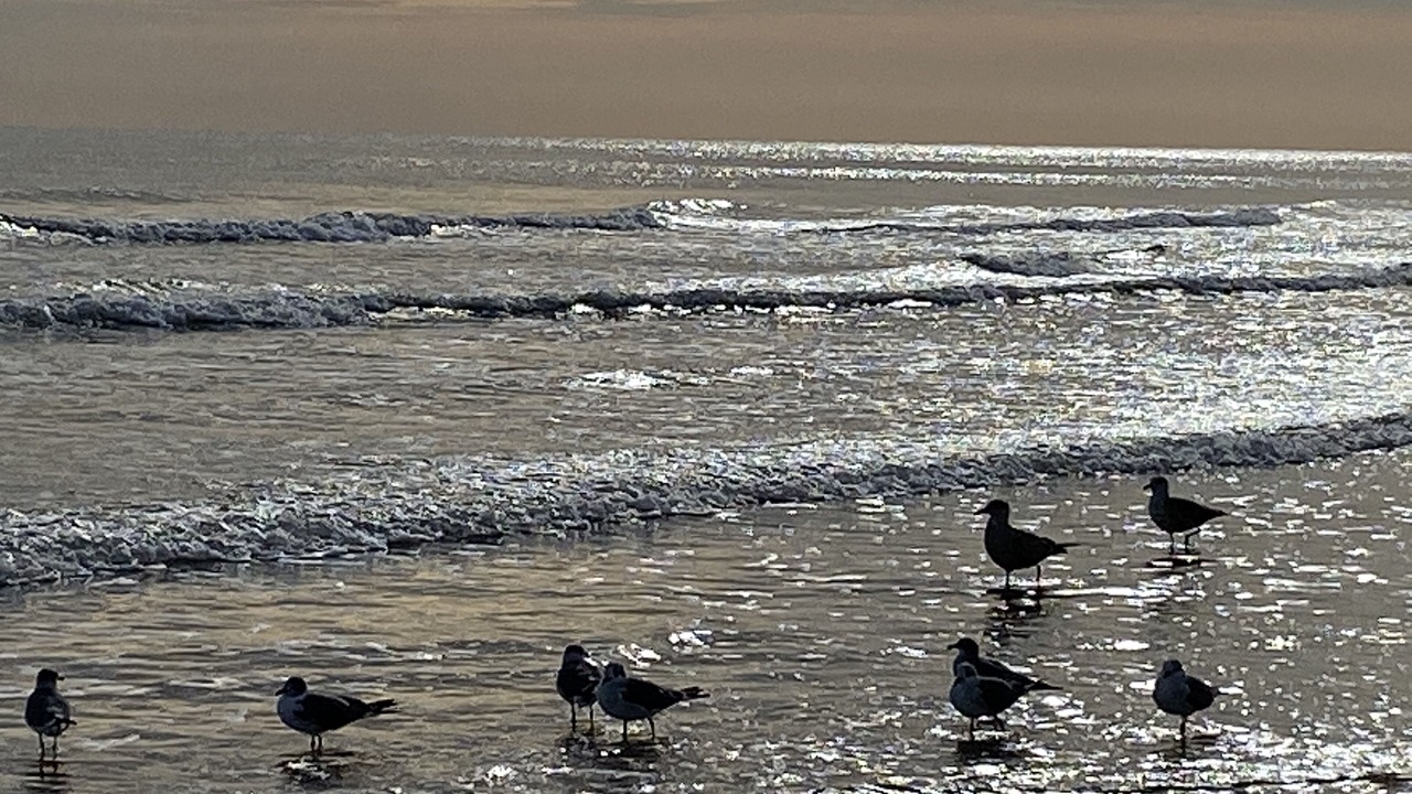 Photo of Others in Flagler Beach