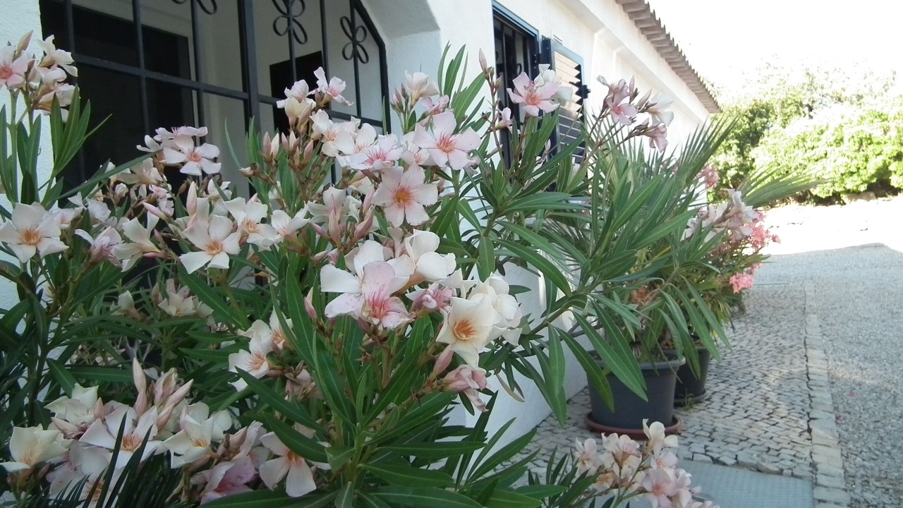 Photo of Outdoor in Ariolos