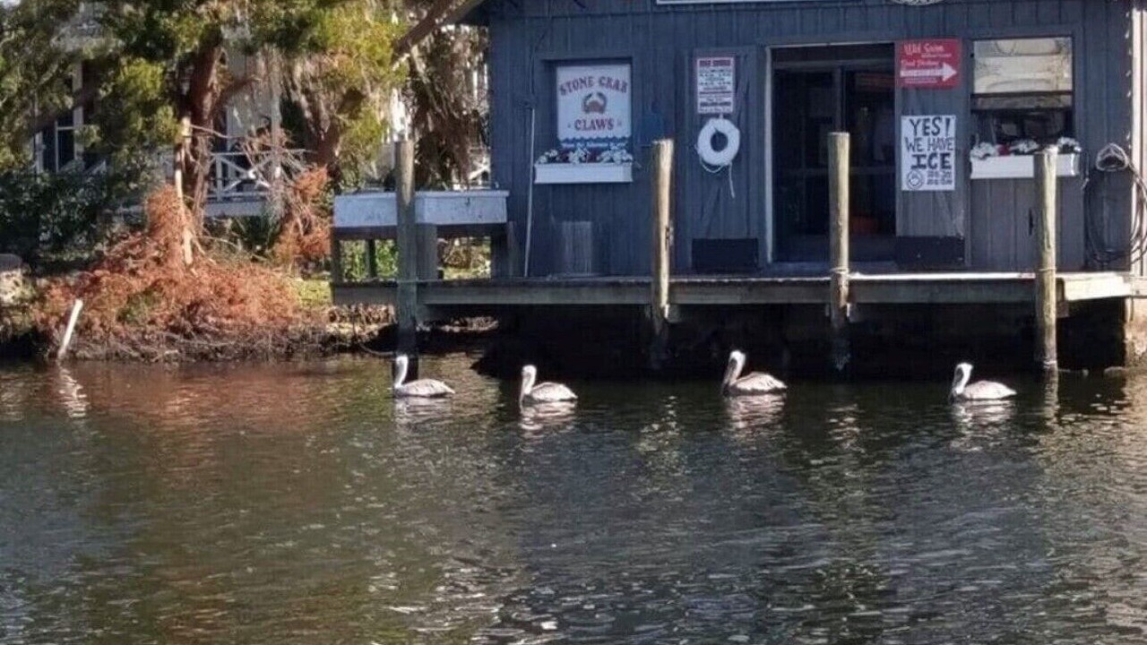Photo of Others in Homosassa