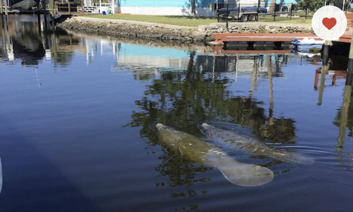 Photo of Others in Homosassa