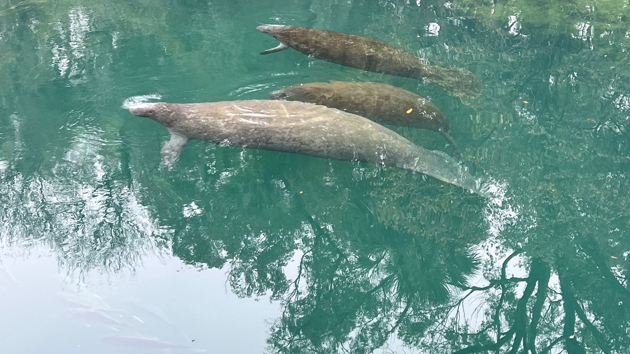 Photo of Outdoor in Homosassa