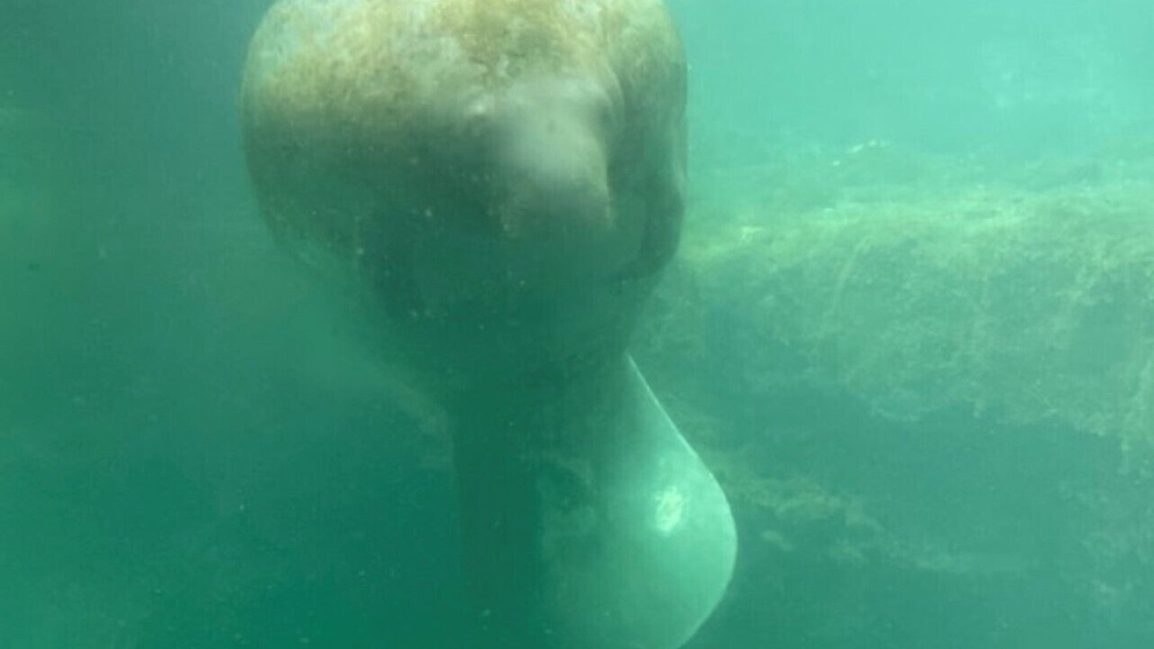 Photo of Others in Homosassa