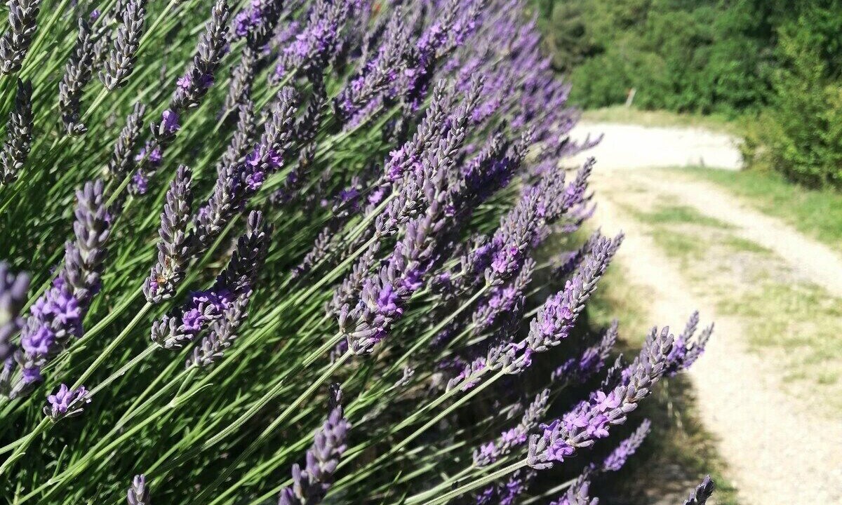 Photo of Outdoor in Saint-Peray