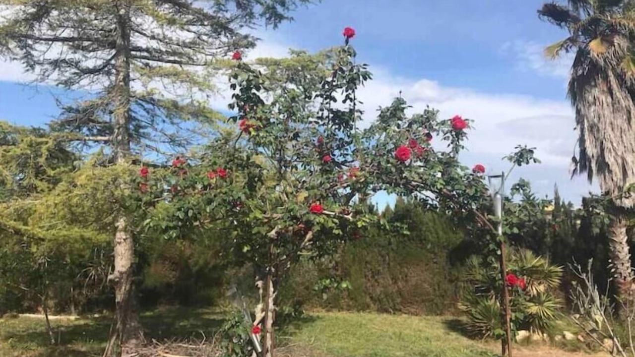 Photo of Outdoor in Turis